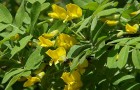 Растения для живой изгороди: карагана древовидная, желтая акация
