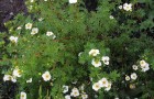 Растения для живой изгороди: лапчатка кустарниковая, курильский чай, пятилисточник