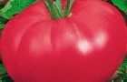 Сорт томата: Розовое сердце