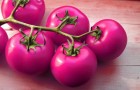 Сорт томата: Розовый гламур