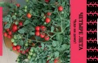 Сорт томата: Рябиновые бусы