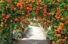 Садовые сооружения для выращивания лиан: цветочные шары