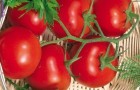 Сорт томата: Сибирский скороспелый