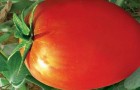 Сорт томата: Сливка красная