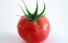 Сорт томата: Сольный номер
