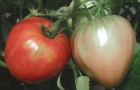 Сорт томата: Царь колокол