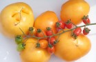 Сорт томата: Цыпа f1