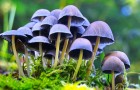 Ученом запретили собирать лечащие депрессию грибы