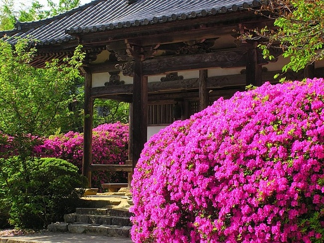 Устройство и общая схема японского сада