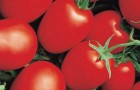 Сорт томата: Яки f1