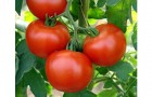 Сорт томата: Юбиляр f1