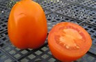 Сорт томата: Алькор f1