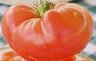 Сорт томата: Алтайский шедевр