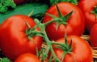 Сорт томата: Амстель f1