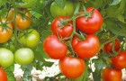 Сорт томата: Анталия f1