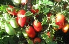 Сорт томата: Бабушкино счастье f1