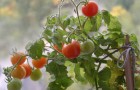 Сорт томата: Балконное чудо