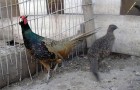 Болезнь фазанов – Гельминтозы