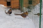 Болезнь фазанов – Обморожения