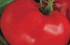 Сорт томата: Большевик f1
