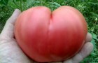 Сорт томата: Бычье сердце розовое