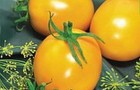 Сорт томата: Де барао золотой