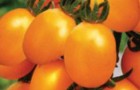 Сорт томата: Дивный f1