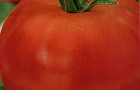 Сорт томата: Добрый молодец