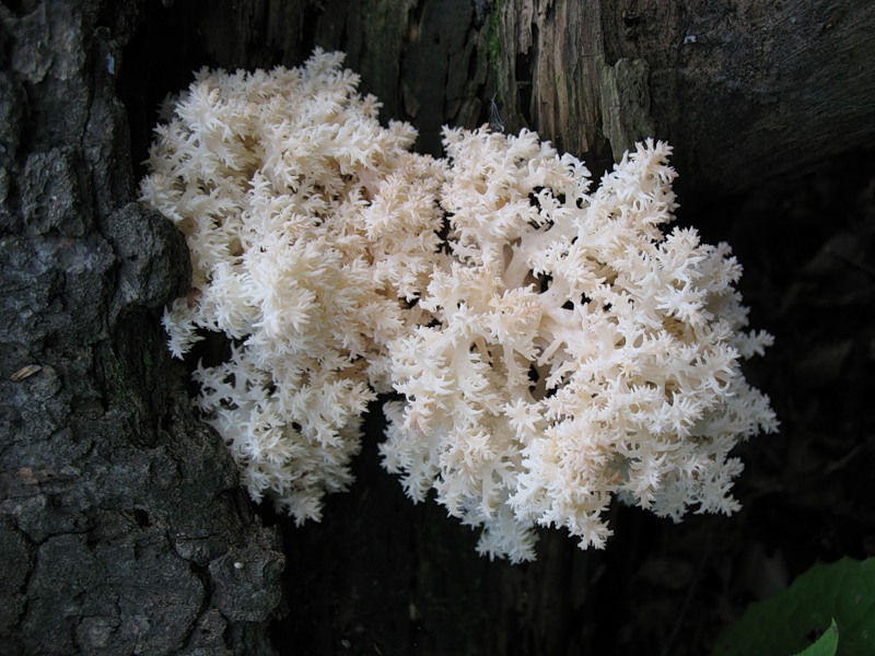Ежёвик коралловидный
