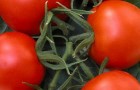 Сорт томата: Гердон f1
