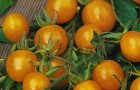 Сорт томата: Икра оранжевая
