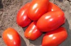 Сорт томата: Инкас f1