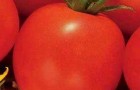 Сорт томата: Июньский