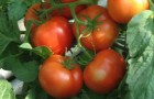 Сорт томата: Кадриль f1