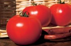 Сорт томата: Картьер f1
