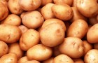 Картофель - самый выгодный овощ