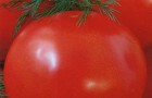 Сорт томата: Катюша f1