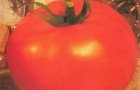 Сорт томата: Княжна f1