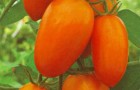 Сорт томата: Красавица москвы