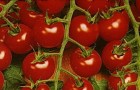 Сорт томата: Красная гроздь