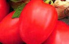 Сорт томата: Красная пресня