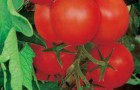 Сорт томата: Красная стрела плюс f1