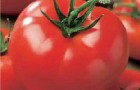 Сорт томата: Красная заря f1