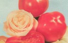Сорт томата: Крымская роза