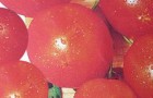 Сорт томата: Куплет f1