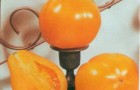 Сорт томата: Лампа аладдина
