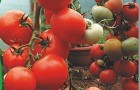 Сорт томата: Летний сад f1