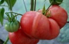 Сорт томата: Малиновая заря