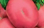 Сорт томата: Малиновый глобус