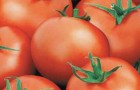 Сорт томата: Мамуля f1
